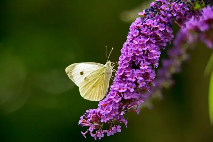 Framed Print : Large White Butterfly on Lilac Framed Print : Large White Butterfly on Lilac