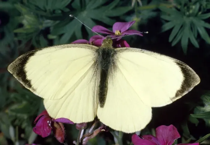 Framed Print : Large White Butterfly - male Distribution: UK & Ireland. Occurs throughout Europe & North Africa & extends across Asia to Himalayas Framed Print : Large White Butterfly - male Distribution: UK & Ireland. Occurs throughout Europe & North Africa & extends across Asia to Himalayas
