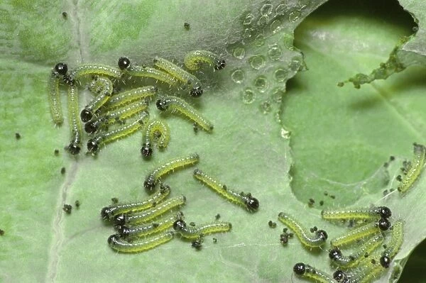 Large White Butterfly - young Caterpillars