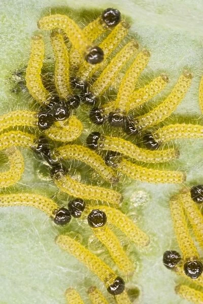 Large white - caterpillars feeding on brassica - Bedfordshire UK 007688