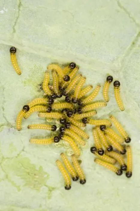 Framed Print : Large white - caterpillars just hatched - Bedfordshire UK 007687 Framed Print : Large white - caterpillars just hatched - Bedfordshire UK 007687