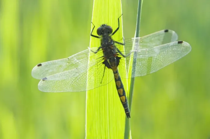 Framed Print : Large white-faced darter - Male - The Netherlands - Overijssel - De Wieden Framed Print : Large white-faced darter - Male - The Netherlands - Overijssel - De Wieden