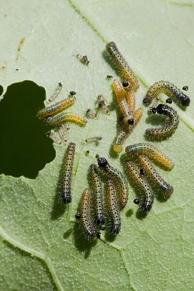 Large White - Newly hatched caterpillars eating nasturtium leaf, Wiltshire, England, UK
