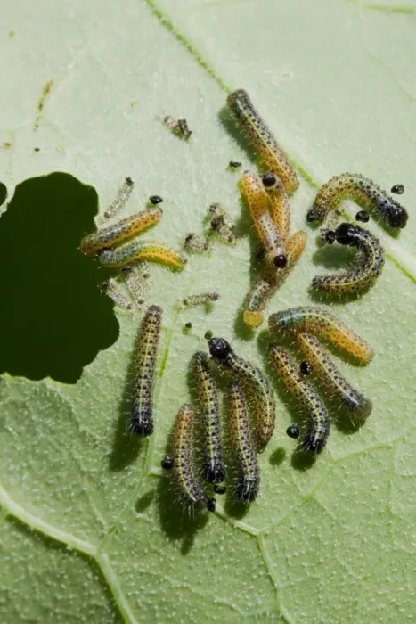Framed Print : Large White - Newly hatched caterpillars eating nasturtium leaf, Wiltshire, England, UK Framed Print : Large White - Newly hatched caterpillars eating nasturtium leaf, Wiltshire, England, UK