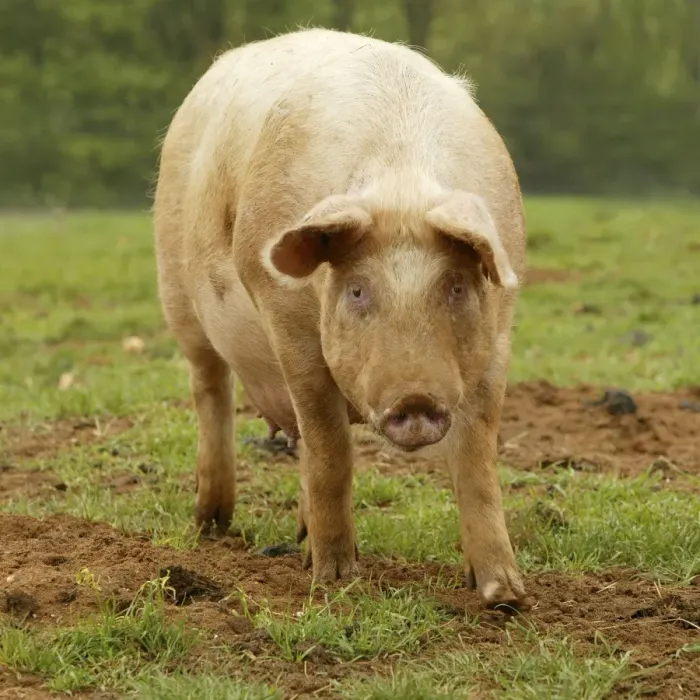 Framed Print : Large White Pig - In field Framed Print : Large White Pig - In field