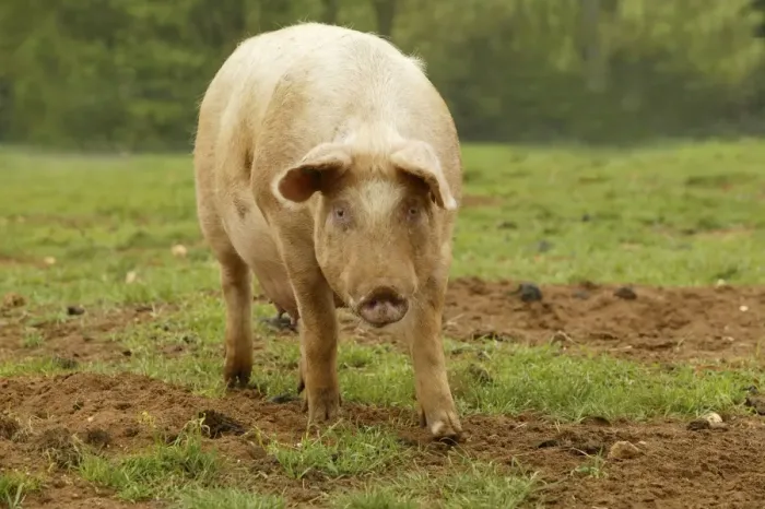 Framed Print : Large White Pig - In field Framed Print : Large White Pig - In field