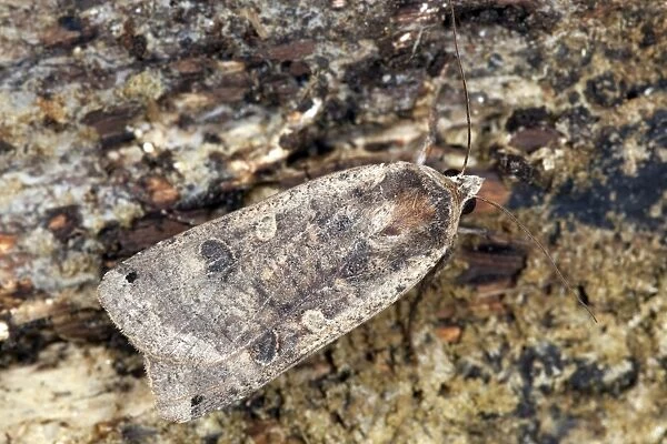Large Yellow Underwing Moth - male - UK