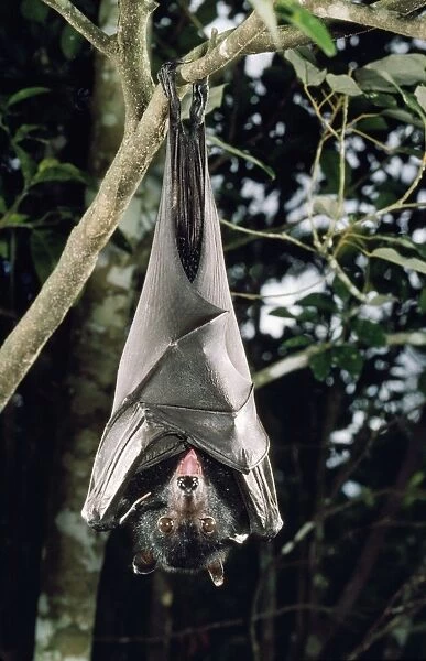Largest Australian Fruit Bat  /  Black Flying Fox Distribution: Northern Territory & Queensland Australia also Papua New Guinea Indonesia