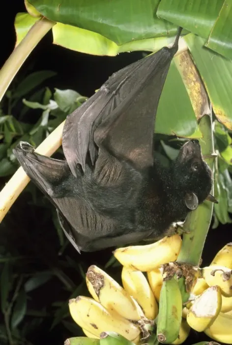 Framed Print : Largest Australian Fruit Bat  /  Black Flying Fox Australia & Indonesia