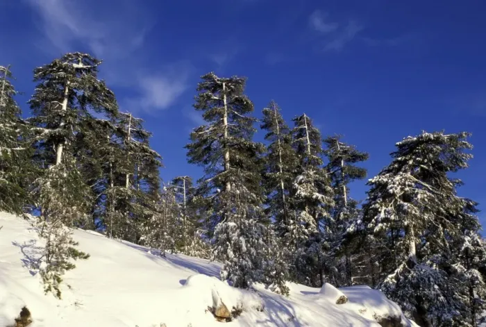 Framed Print : Laricio Pine Trees - in snow - Vergio's Pass - Corsica Framed Print : Laricio Pine Trees - in snow - Vergio's Pass - Corsica