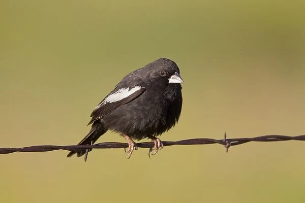 Lark Bunting - adult male perched on barbed wire fence - July - Colorado - USA