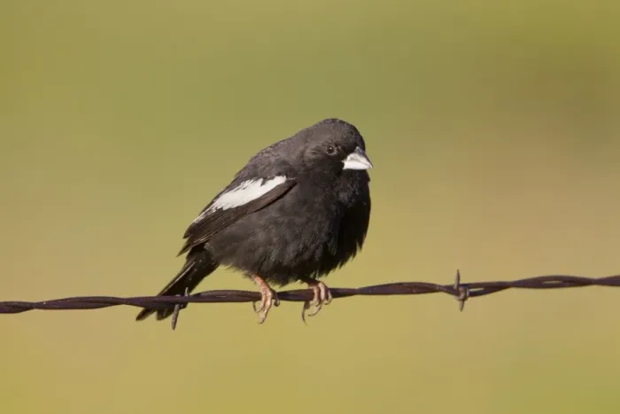 Framed Print : Lark Bunting - adult male perched on barbed wire fence - July - Colorado - USA Framed Print : Lark Bunting - adult male perched on barbed wire fence - July - Colorado - USA