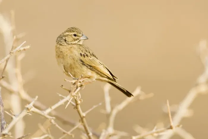 Framed Print : Lark-like Bunting-Looking back over its shoulder North Western Namibia- Africa Framed Print : Lark-like Bunting-Looking back over its shoulder North Western Namibia- Africa