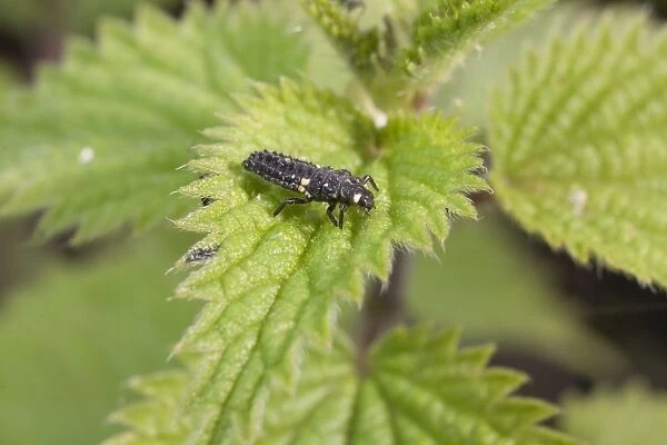 Larva of 2 Spot ladybird. UK