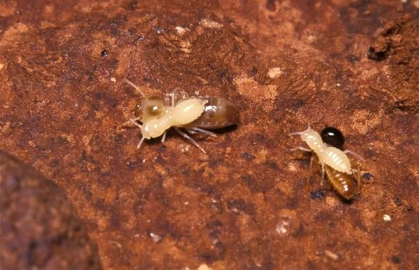 Larvae of Jockey beetle - inquiline carried by Nosy termites (Nasutitermes walkeri) to be fed by other termites