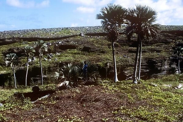 Latan Palms - endemic - Round Island - Mauritius