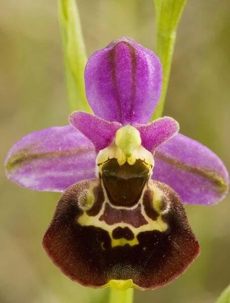 Late Spider Orchid (Ophrys fuciflora). Very rare in UK, on chalk grassland