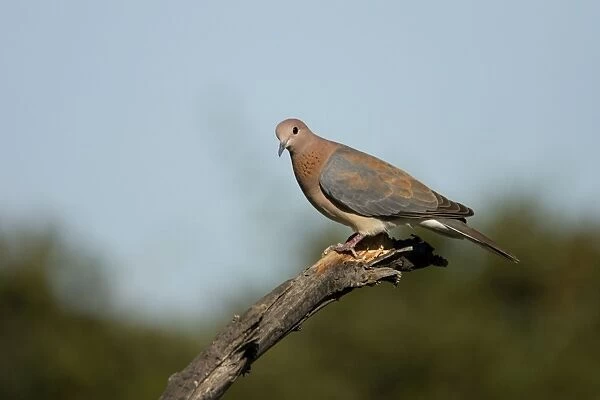 Laughing Dove Perched on fallen tree Etosha National Park, Namibia, Africa