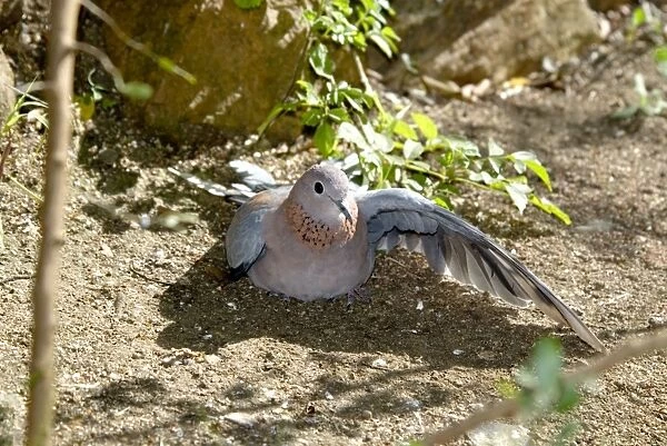 Laughing Dove sunbathing with spread wings. The commonest South African dove, well adapted to gardens and cities. Inhabits diverse habitats, avoiding desert areas. Grahamstown, Eastern Cape, South Africa