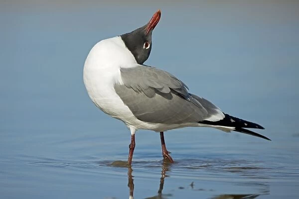 Laughing Gull - Adult in Breeding Plumage - Vocalizing - Standing near shore of Gulf of Mexico coast - Mississippi - USA
