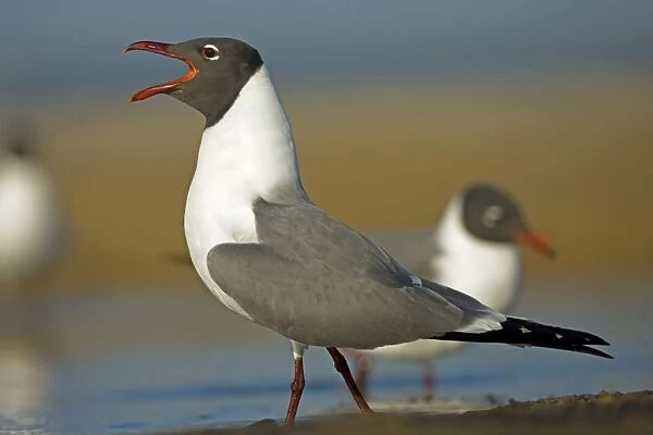 Laughing Gull - Adult in Breeding Plumage - Vocalizing - Standing near shore of Gulf of Mexico coast - Mississippi - USA