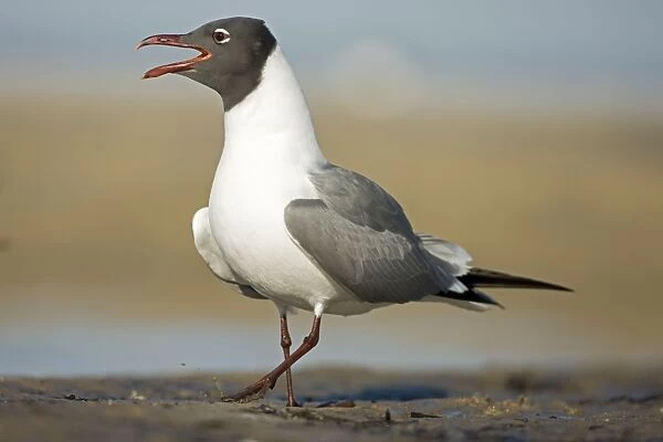 Laughing Gull - Adult in Breeding Plumage Calling - Gulf of Mexico coast - Mississippi - USA