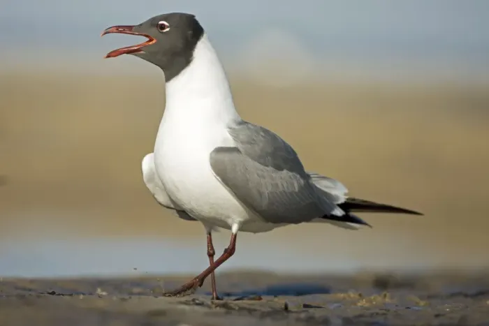 Framed Print : Laughing Gull - Adult in Breeding Plumage Calling - Gulf of Mexico coast - Mississippi - USA Framed Print : Laughing Gull - Adult in Breeding Plumage Calling - Gulf of Mexico coast - Mississippi - USA