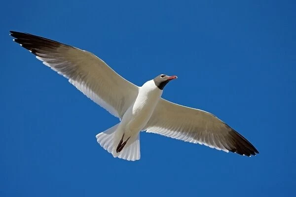 Laughing Gull - Adult in breeding plumage in flight - Gulf of Mexico coast - Mississippi - USA