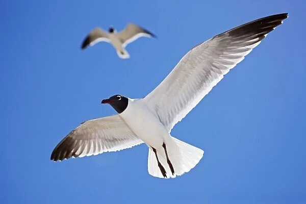 Laughing Gull - Adult in Breeding Plumage - On Gulf of Mexico coast - Mississippi - USA
