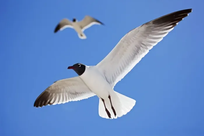 Framed Print : Laughing Gull - Adult in Breeding Plumage - On Gulf of Mexico coast - Mississippi - USA