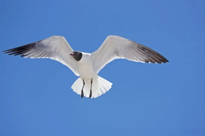 Framed Print : Laughing Gull - Adult in Breeding Plumage - On Gulf of Mexico coast - Mississippi - USA