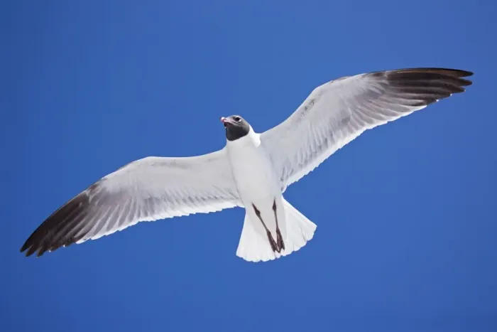 Framed Print : Laughing Gull - Adult in Breeding Plumage - On Gulf of Mexico coast - Mississippi - USA Framed Print : Laughing Gull - Adult in Breeding Plumage - On Gulf of Mexico coast - Mississippi - USA