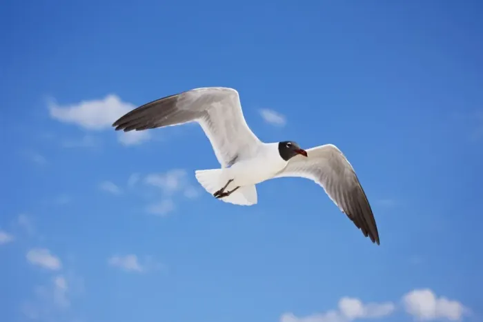 Framed Print : Laughing Gull - Adult in Breeding Plumage - On Gulf of Mexico coast - Mississippi - USA Framed Print : Laughing Gull - Adult in Breeding Plumage - On Gulf of Mexico coast - Mississippi - USA