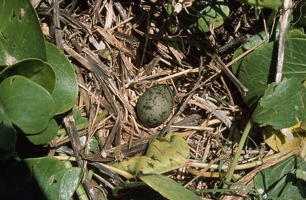 Laughing Gull - egg in nest - Little Tabago
