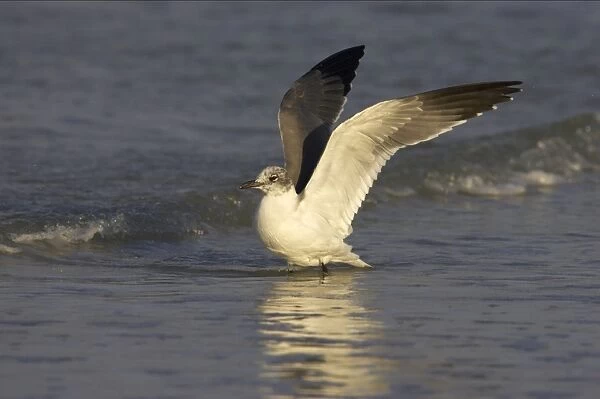 Laughing Gull - flapping wings Fort Myers Beach, florida, USA BI000527