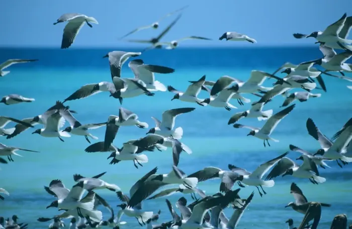 Framed Print : Laughing Gull - flock Framed Print : Laughing Gull - flock