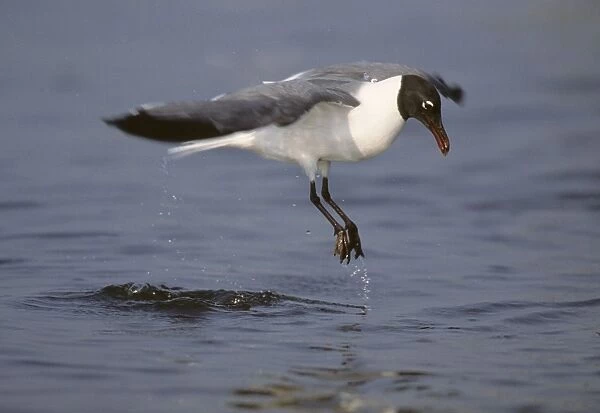Laughing Gull - lift off from water