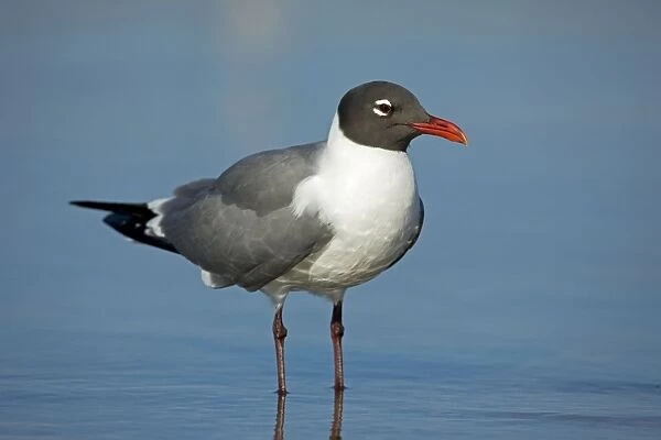 Laughing Gull - Standing in water - Adult in Breeding Plumage - On Gulf of Mexico coast - Mississippi - USA