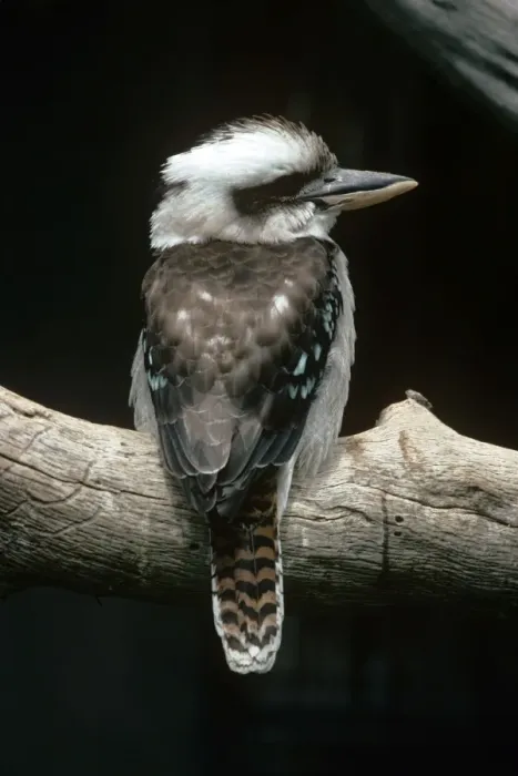 Framed Print : Laughing Kookaburra Framed Print : Laughing Kookaburra