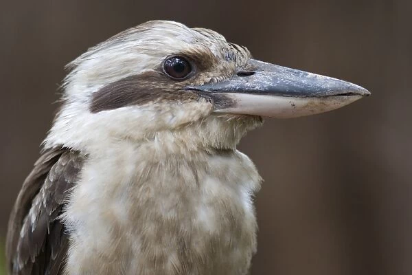 Laughing Kookaburra Close-up Queensland, Australia