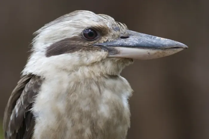 Framed Print : Laughing Kookaburra Close-up Queensland, Australia Framed Print : Laughing Kookaburra Close-up Queensland, Australia