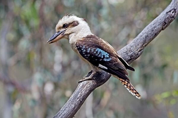 Laughing Kookaburra - common in a diverse range of habitats, especially open forests and woodland, in south-western and eastern Australia - Walyunga National Park, Western Australia