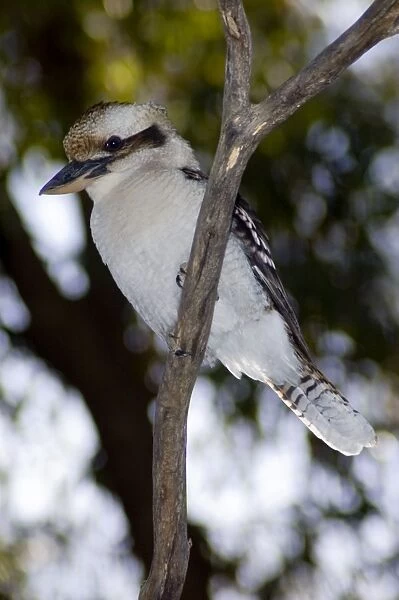 Laughing Kookaburra. Largest species of kingfisher. Sedentary, common, occupying diverse habitats. Catch insects and small vertebrates on ground from vantage point. Joondalup Park, Perth, W. Australia. Distribution: E. Australia, introduced to W