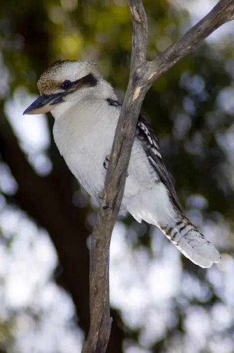 Framed Print : Laughing Kookaburra. Largest species of kingfisher. Sedentary, common, occupying diverse habitats. Catch insects and small vertebrates on ground from vantage point. Joondalup Park, Perth, W. Australia. Distribution: E. Australia, introduced to W Framed Print : Laughing Kookaburra. Largest species of kingfisher. Sedentary, common, occupying diverse habitats. Catch insects and small vertebrates on ground from vantage point. Joondalup Park, Perth, W. Australia. Distribution: E. Australia, introduced to W