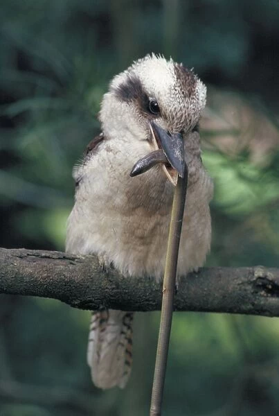 Laughing Kookaburra - with legless lizard in mouth - Australia - One of world's largest kingfishers - Famed boisterous laugh'-a chuckle or repeated kook-kook-kook developing into a rising staccato shouted