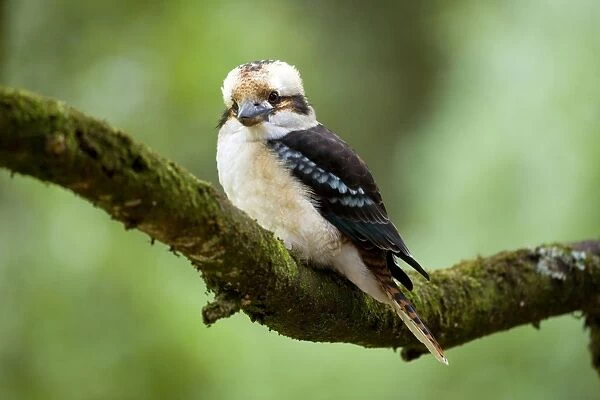 Laughing Kookaburra - front view of an adult Laughing Kookaburra sitting on a moss-covered branch in temperate rainforest - Great Otway National Park, Victoria, Australia