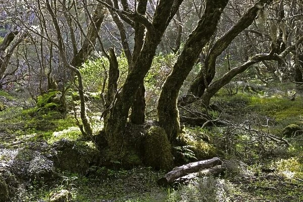 The Laurisilva Woods at La Gomera, Canary Is. January. Designated a World Heritage site in 1986, because of the last surviving plant species that required protection