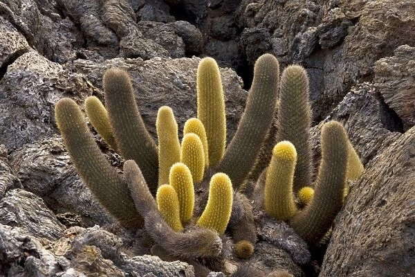 Lava cactus (Brachycereus nesioticus) on lava, Floreana, Galapagos