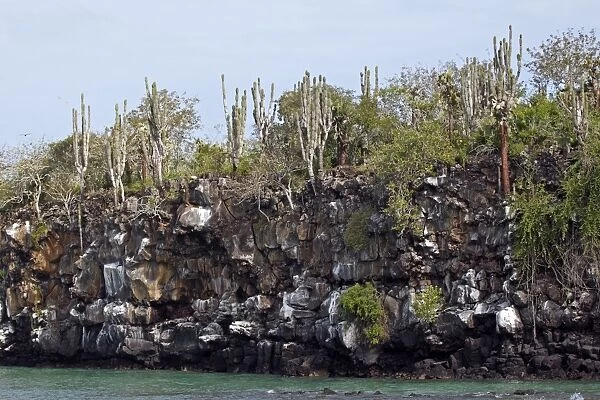 Lava and cactus on the island of Santa Cruz - Galapagos Islands