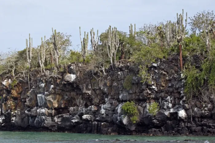 Framed Print : Lava and cactus on the island of Santa Cruz - Galapagos Islands